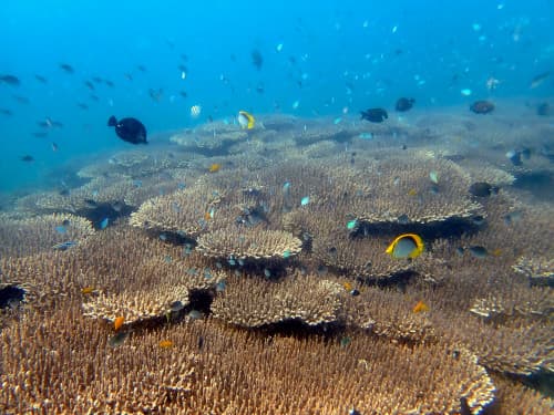 テーブルサンゴ礁の上に群れるたくさんのお魚達