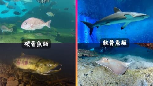 硬骨魚類と軟骨魚類