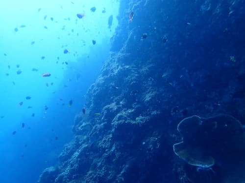 ウォールダイビングポイントの壁とたくさんのお魚の海景