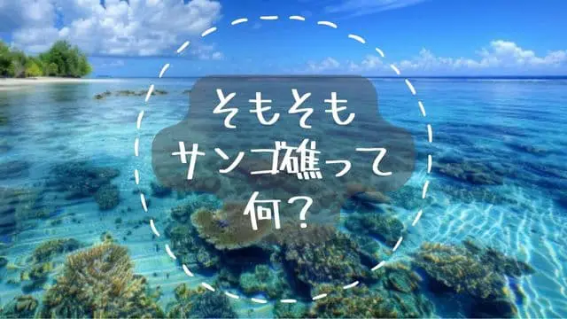 サンゴ礁って何？ | バリ島初心者専門ダイビングサービス