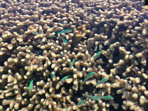 サンゴ礁 沖縄で一番綺麗な珊瑚礁の群生 | ワールドダイビング