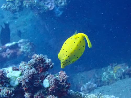 サンゴ礁とミナミハコフグの幼魚