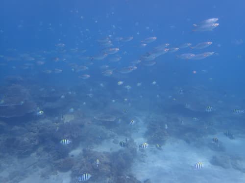 サンゴ礁とホワイトサンドの海景とアジの群れ