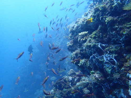 ウォールダイビングで壁に群れるたくさんのお魚達