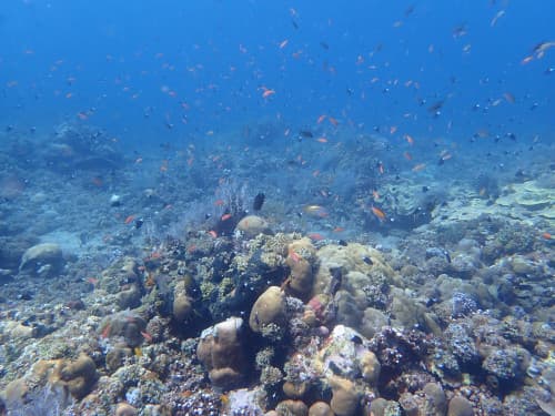 サンゴ礁とたくさんの魚の群れの海景