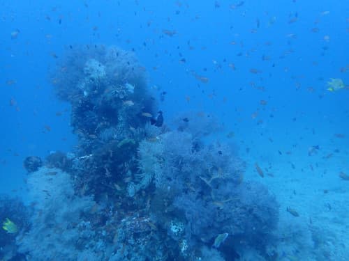 イソバナとキンギョハナダイの群れの海景