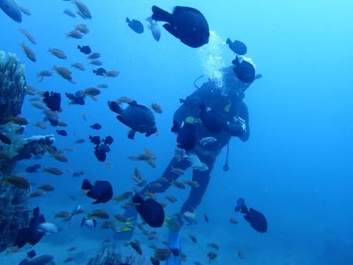 魚に囲まれるダイバー