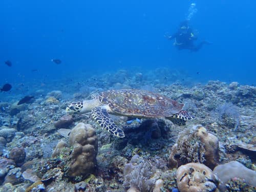 サンゴ礁の上を泳ぐウミガメ