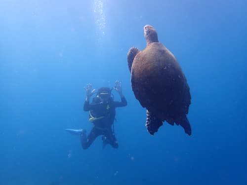 浮上開始するウミガメと両手を上げているダイバー