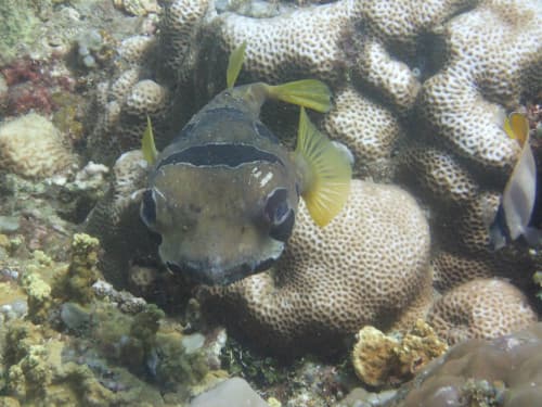 コチラをじっと見てる正面から見たハリセンボン