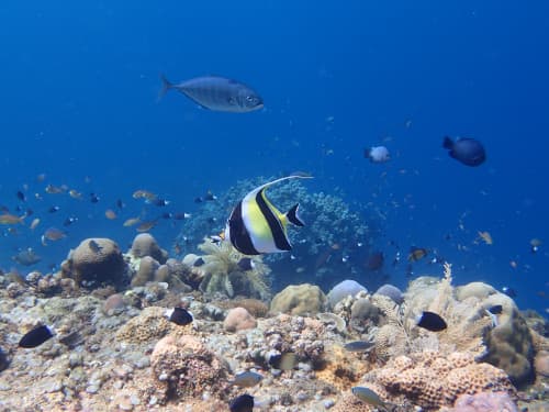 サンゴ礁に群れるお魚達の海景の中央を泳ぐツノダシ