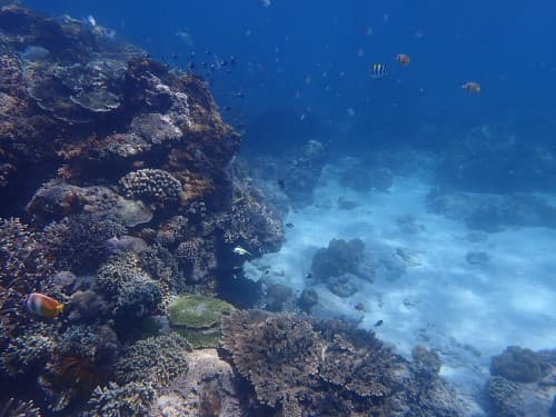 バリ島のサンゴ礁とホワイトサンドの海景、キンギョハナダイが群れている