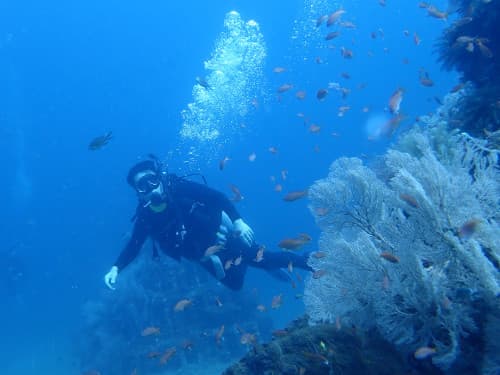 水中でイソバナとキンギョハナダイに囲まれるダイバー