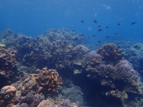 バリ島アメッドのサンゴ礁の海景