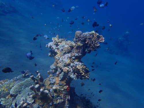 サンゴに群れる小さなお魚達の海景