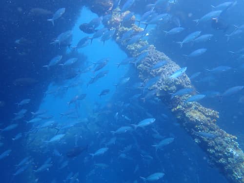 バリ島トランベンの沈船にササムロが群れている水中画像