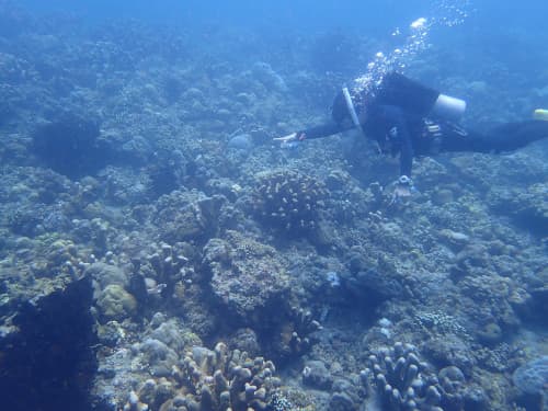 サンゴ礁の上でお魚を指さすダイバー