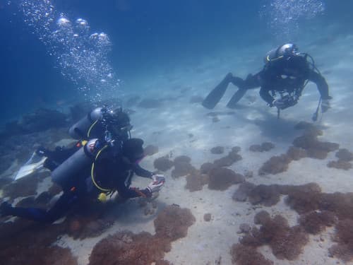 ウミアザミの砂地で水中生物の写真を撮る3名のダイバー