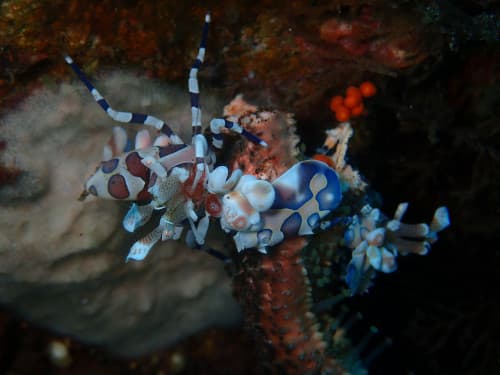 ヒトデの足を食べる2匹のフリソデエビ