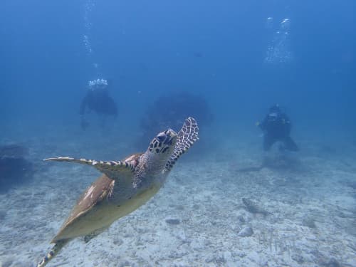 目の前を泳ぐウミガメ