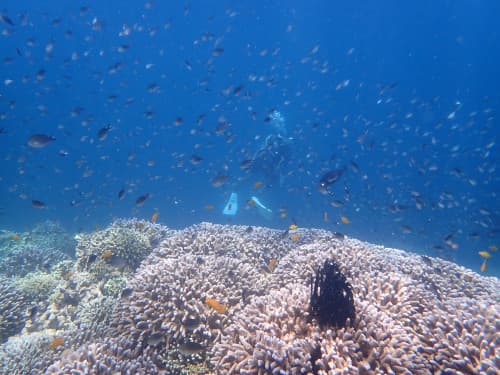 サンゴ礁に群れるたくさんの小さなお魚に埋もれるダイバー