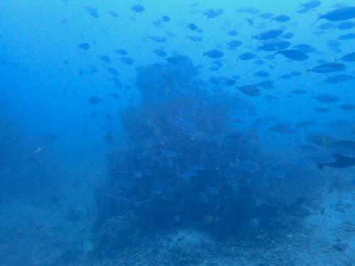 水中漁礁とボウズハギの群れ