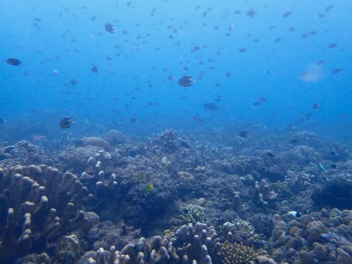 サンゴ礁と魚の群れ