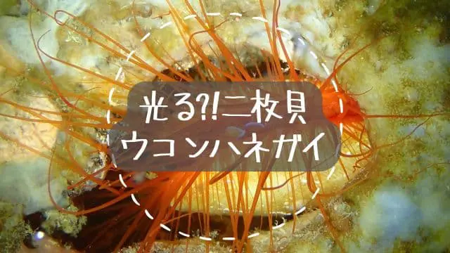 しあわせになれる貝 光る二枚貝「ウコンハネガイ」| バリ島スローダイビング