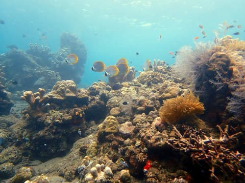 サンゴ礁、岩、チャガヤ、クラカケチョウチョウウオの群れの海景