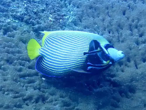 タテジマキンチャクダイのバージョン違い | バリ島スローダイビング 