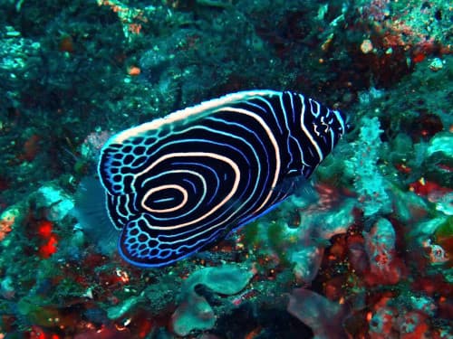 タテキンの幼魚