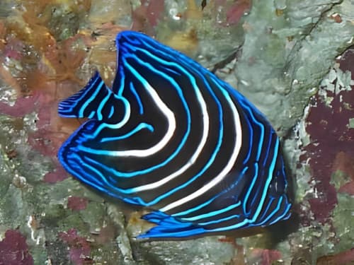 サザナミヤッコの幼魚