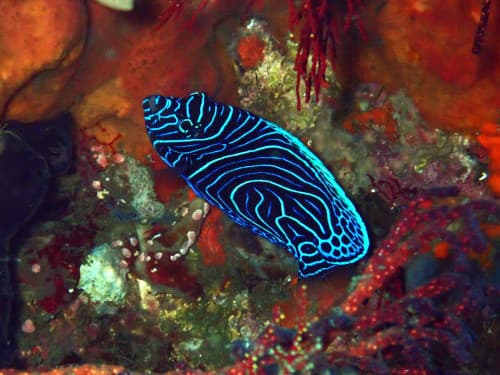 タテキンの幼魚 ハイブリットバージョン?!