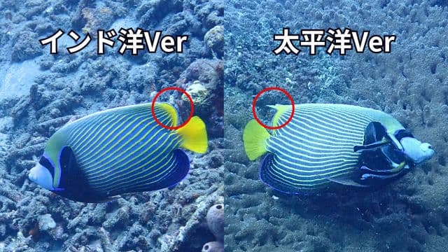 タテキンのバージョン違い2種の見分け方