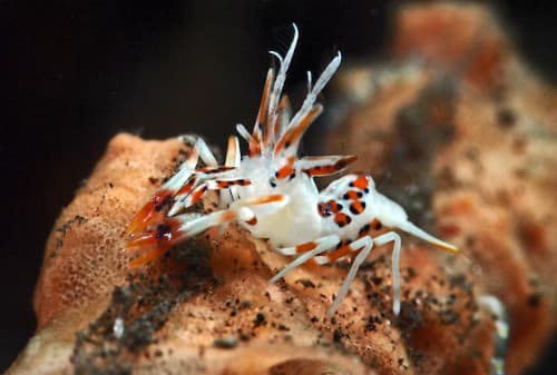 トゲツノメエビ(体長約3cm)