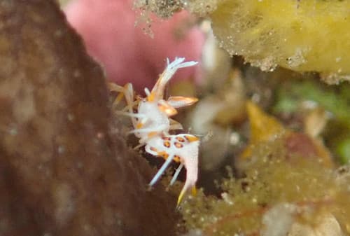 トゲツノメエビ(体長1cm弱)