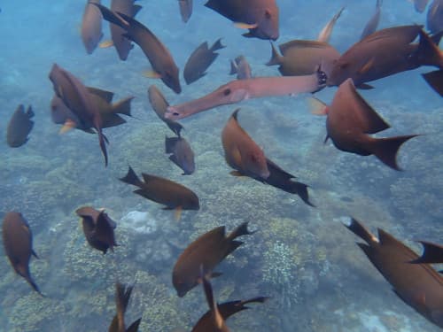 サンゴ礁の海に群れるお魚達