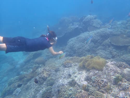 サンゴ礁の海に潜る女性シュノーケラー