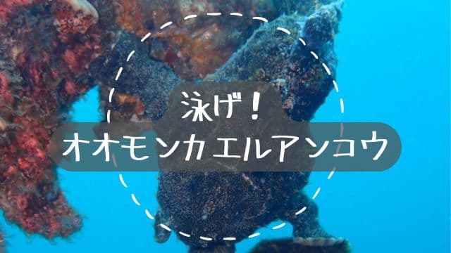バリ島パダンバイのサンゴにくっついてる正面から見たオオモンカエルアンコウ