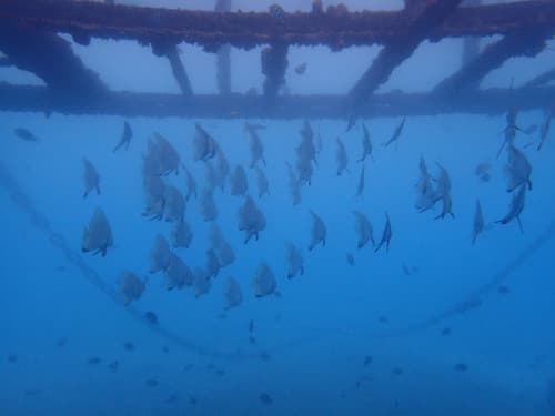 浮島の下に群れるミカヅキツバメウオの若魚の群れ