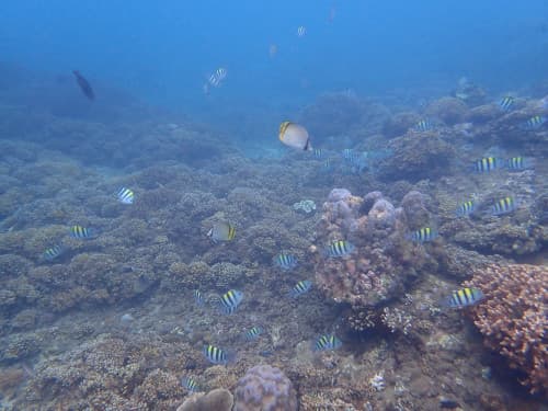 サンゴ礁とたくさんの小さなお魚達の海景