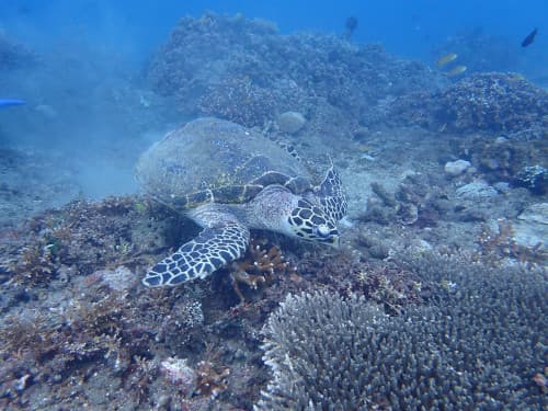 サンゴにかぶりつくタイマイ(ウミガメ)