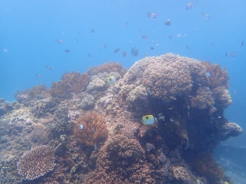 造礁サンゴと小さなお魚の群れの海景