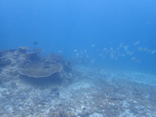 テーブルサンゴとオヤビッチャの群れの海景