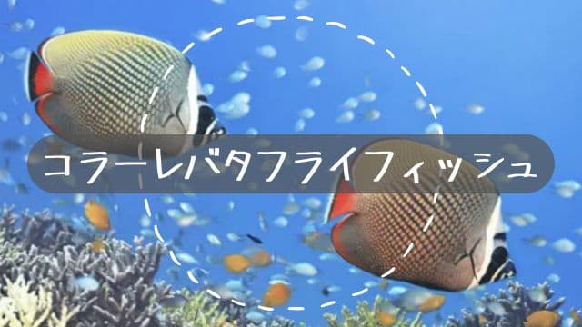 バリ島のキレイなサンゴ礁を泳ぐ2匹のコラーレバタフライフィッシュ