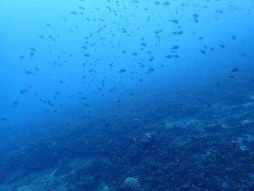 サンゴ礁とたくさんの小さなお魚の群れの海景