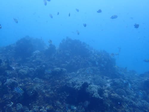 サンゴ礁とたくさんの小さなお魚の群れの海景