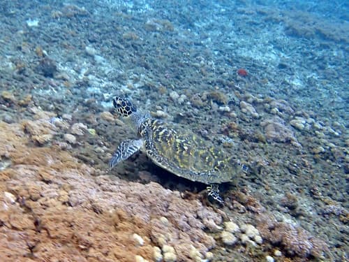 海底を泳ぐタイマイ(ウミガメ)