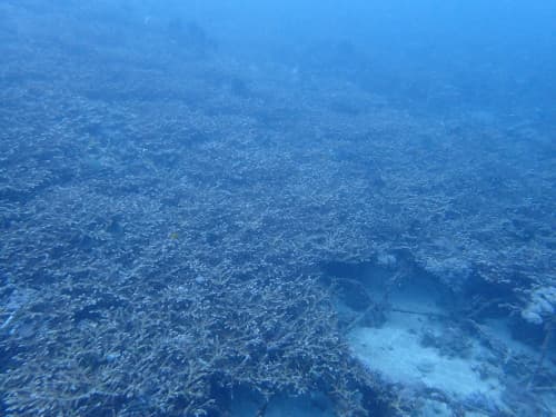 サンゴ礁の海景