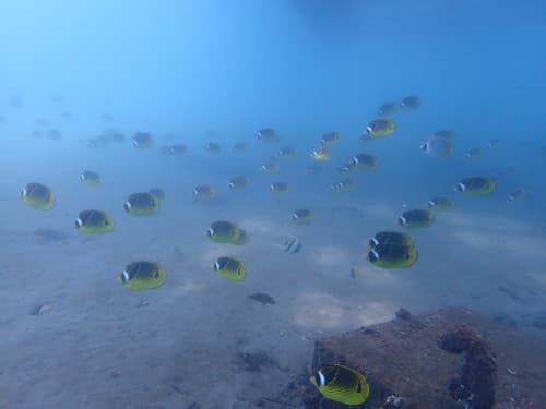 白砂の上を泳ぐチョウハンの群れの海景